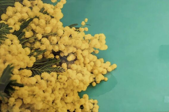 "Mimosas par centaines" - Tableau photo de Ségolène Trousset - Artiste photographe